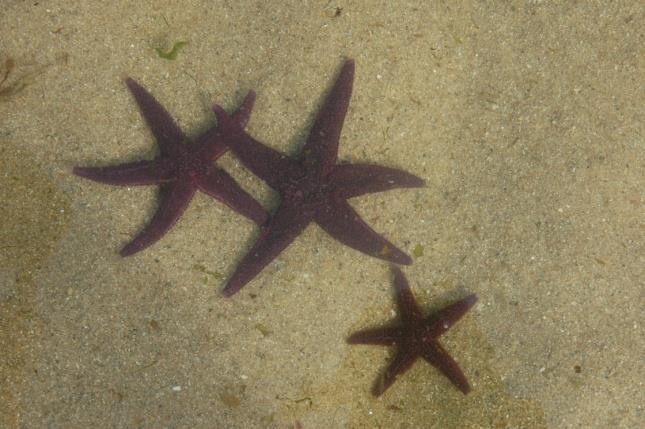 1. Biodiversidade local O litoral de Vila Nova de Gaia apresenta uma considerável biodiversidade, com fauna e flora característica dos substratos rochoso e arenoso da zona entre marés, da praia