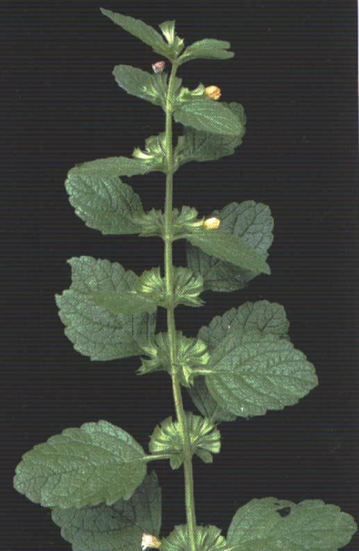cidreira Cymbopogon citratus