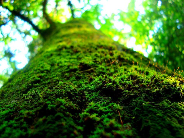 BRIÓFITAS Como os troncos de árvores se mantêm úmidos, é muito comum serem ocupados por briófitas.