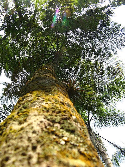 PTERIDÓFITAS A samambaiaçu é uma espécie de samambaia arborescente que se encontra amplamente distribuída na América Latina.