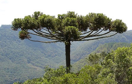 GIMNOSPERMAS Araucária angustifolia.