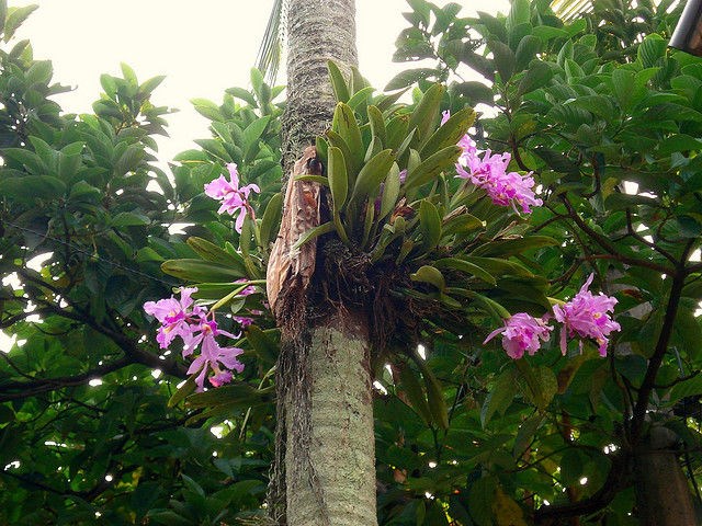 ANGIOSPERMAS Orquídeas, plantas epífitas do grupo das angiospermas.