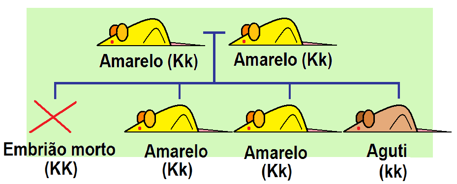 Genes letais Cor da pele em camundongos aparentemente não obedecia à primeira lei de Mendel.