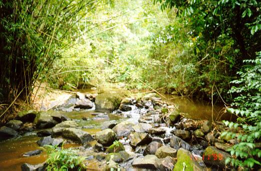 Rainforest Alliance Preconiza a preservação