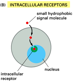 Receptores Celulares Receptores de