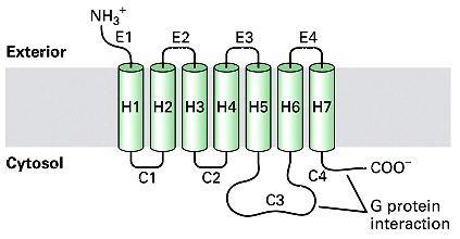Receptores Acoplados à Proteína G A Maior família de receptores de superfície 7 domínios
