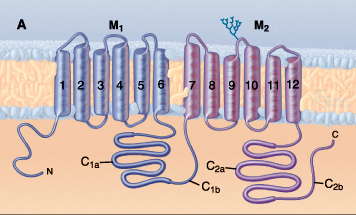 Proteína Integral