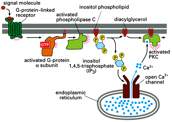 Ativação da Fosfolipase C IP 3 DAG [Ca 2+ ]