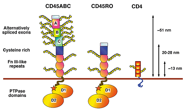 Receptores com Atividade Fosfatase Protótipo: Receptor CD45.