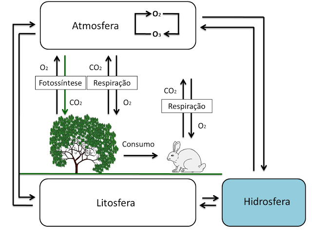 PRATICANDO: (Vunesp-2001) O ciclo do carbono na natureza pode ser representado, simplificadamente, da seguinte maneira.