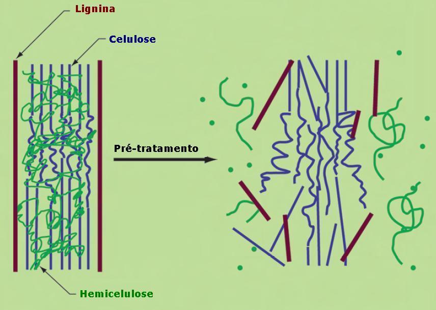 Pré-tratamento da Biomassa Lignocelulósica Objetiva desorganizar o complexo lignocelulósico, resultando no aumento da DIGESTIBILIDADE DA CELULOSE (maior acessibilidade das
