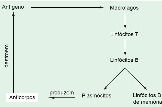 Anticorpos Imunoglobulinas Funções das proteínas ombatem