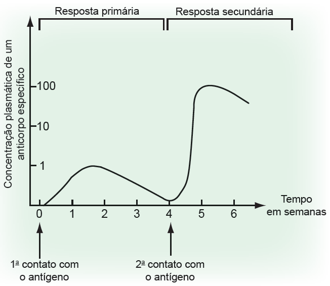 Resposta imune primária X resposta imune secundária Resposta imune primária Desencadeada no 1º contato com o