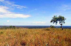 CERRADO As árvores do cerrado são muitos peculiares, com troncos tortos, cobertos por uma cortiça grossa, e de