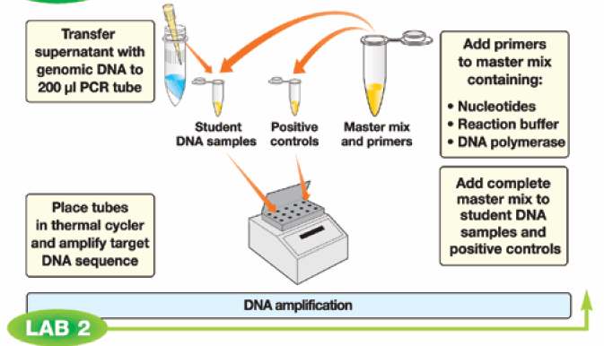Nas primeiras iniciativas para amplificar fragmentos de DNA utilizava-se a enzima DNA polimerase da Escherichia coli, que possui atividade máxima a 37 C.