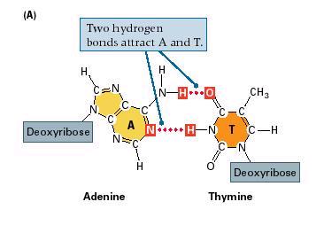 Bases complementares Complementaridade entre as bases: Adenina estabelece duas ligações de hidrogênio