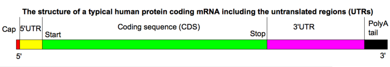 mrna RNAm contém uma seqüência linear de bases