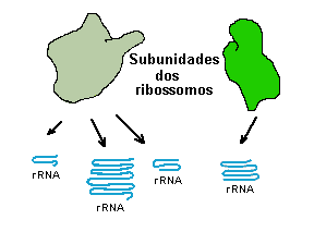 Rna