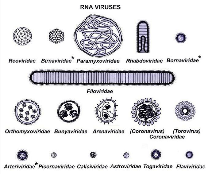 Vírus RNA