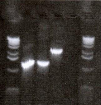 Produtos do PCR PM 1 2 3 CN PM 1301 pb 863 pb 813 pb 1:C 3