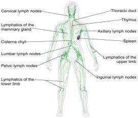 Sistema Nervoso SNC: Cérebro, medula espinhal SNP: raízes, nervos e receptores sensoriais Transmissão sináptica Resposta a estímulos Sistema Nervoso http://en.wikipedia.
