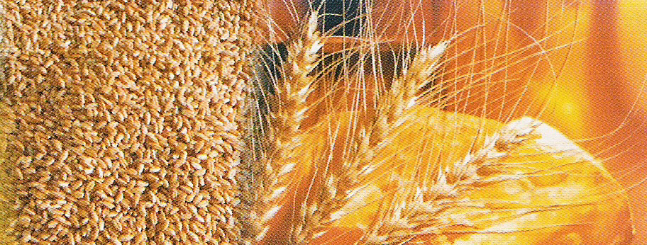Qualidade tecnológica do trigo Lançamento de