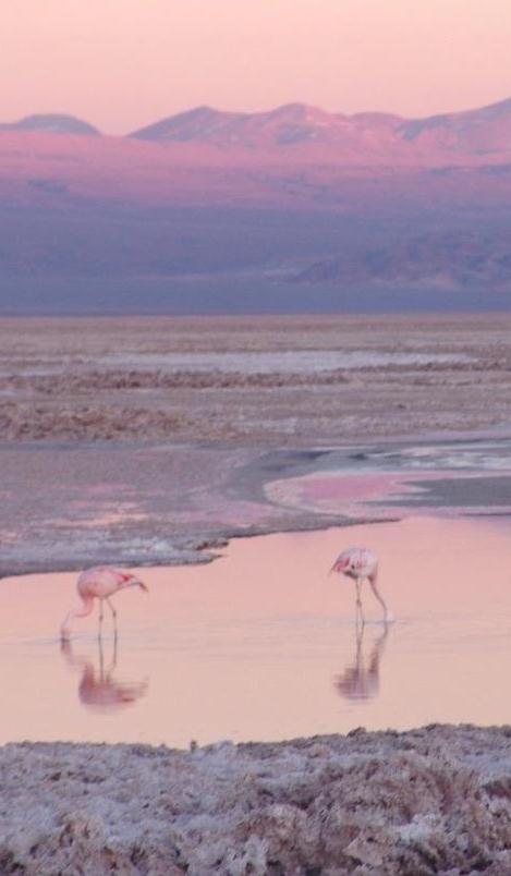 A EXPERIÊNCIA O Cumbres San Pedro de Atacama está situado em meio às áridas e deslumbrantes paisagens do Deserto do Atacama, um dos mais importantes cartões postais do Chile.