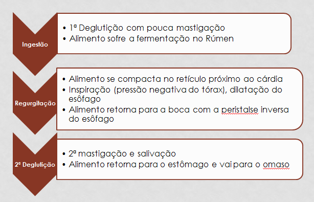 na regurgitação do alimento para 2ª mastigação e salivação