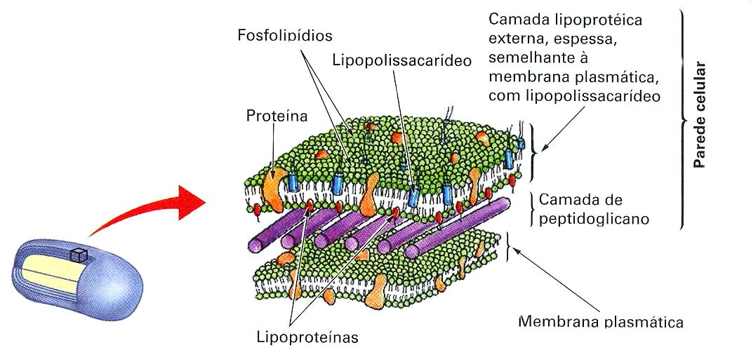 Parede celular Bactéria