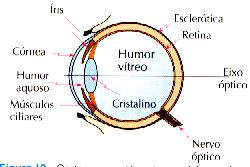 O Olho Humano Globo Ocular Humano: A córnea, humor aquoso, cristalino e humor vítreo são representados por uma única lente