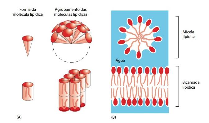 A bicamada lipídica é