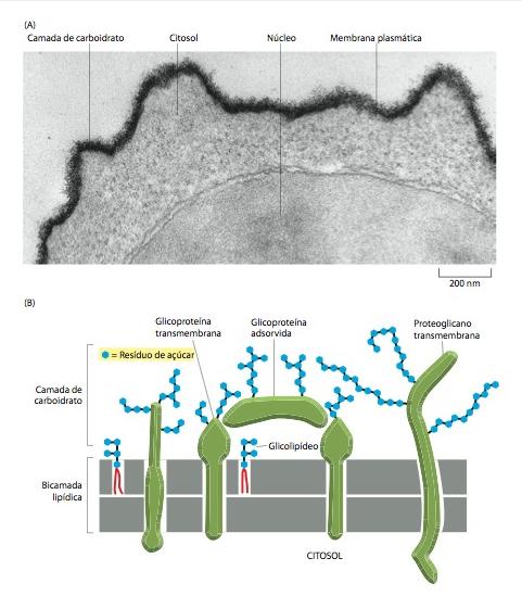 Muitas proteínas de membrana são glicosiladas A maioria das proteínas de membrana de células animais é glicosilada; Glicoproteínas e proteoglicanos + glicolipídeos = glicocálice; A maior parte dos