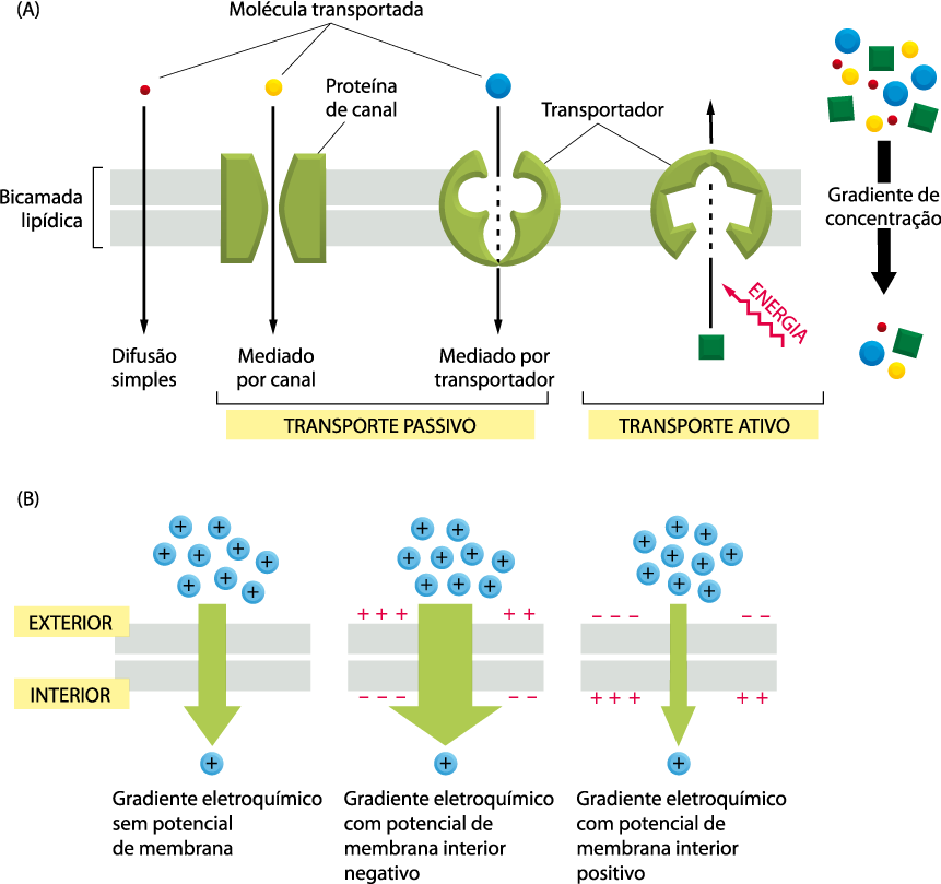 Proteínas de transporte de membrana (Difusão facilitada) TODAS AS PROTEÍNAS DE CANAL e MUITAS