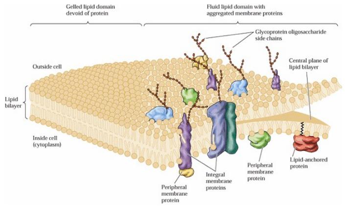 Biomembranas: Modelo do Mosaico Fluido Bicamada lipídica na qual estão inseridas moléculas protéicas; Lipídios: Cabeça polar ou hidrofílica e duas cauda apolares ou hidrofóbicas (ácidos graxos 14-24