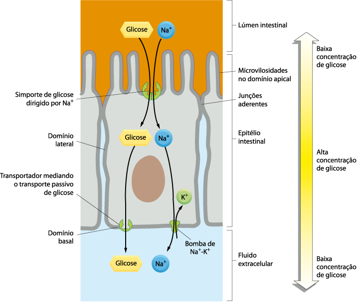 Distribuição assimétrica de proteínas transportadoras nas células epiteliais e transporte transcelular de solutos Simportes Na + -ligados no domínio apical: