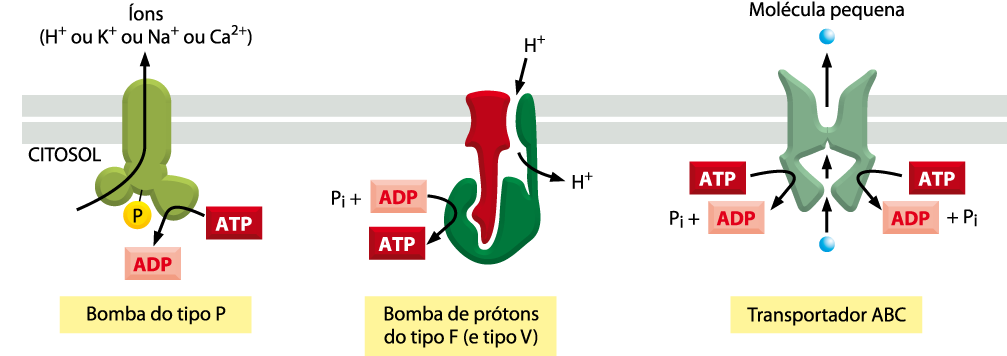 Existem 3 classes de bombas acionadas por ATP Bombas do tipo P: Proteínas transmembranas de múltiplas passagens e se auto-fosforilam durante o ciclo de bombeamento.