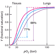 A HbA liga H + e CO 2 A HbA transporta CO 2 dos tecidos para o pulmão O CO 2 liga-se à aminas terminais - ~15-20% do transporte ligado à HbA - Restante é transportado na forma de HCO