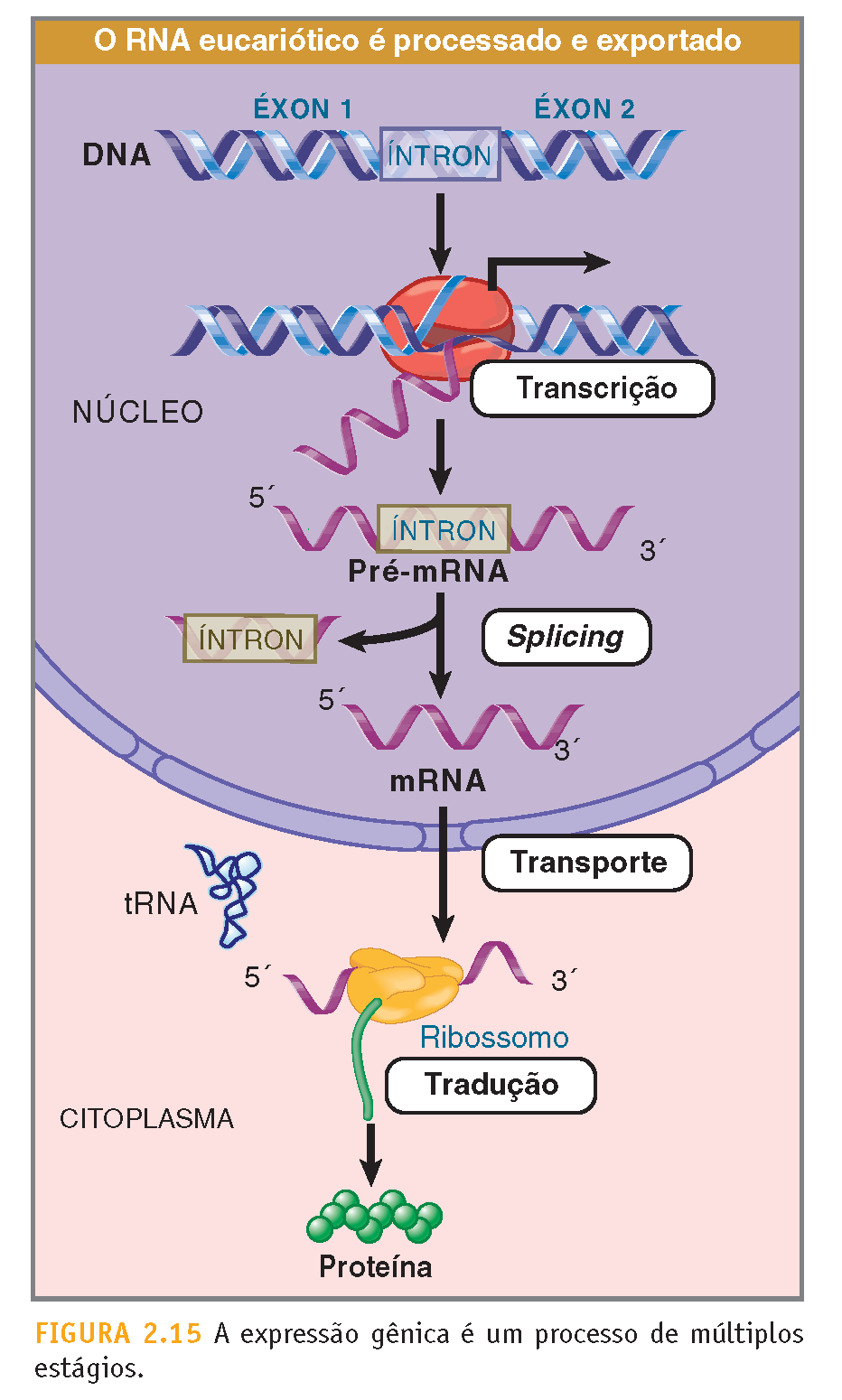 ALONGAMENTO DA CADEIA A polimerase desliza ao longo da fita molde estendendo uma cadeia de RNA crescente no sentido 5 3 através da adição de ribonucleotídeos; O deslocamento da RNA polimerase gera