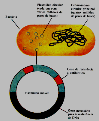 Elementos genéticos extracromossomais Esquema de um plasmídio Plasmídios: Segmentos de DNA fita dupla, circulares; tamanho varia entre 1500 a 400.000 pb. Auto-duplicam independentemente do cromossomo.