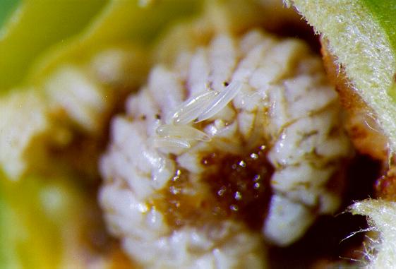 CONTROLE BIOLÓGICO O parasitismo realizado por Catolaccus grandis ocasionou altos níveis de mortalidade de larvas de terceiro instar do bicudo, sendo significativamente maior no tratamento com