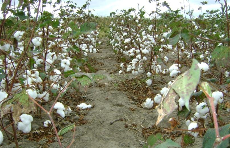 ESPÉCIES CULTIVADAS E SISTEMAS DE PRODUÇÃO NO BRASIL O algodão produzido pelos pequenos produtores do Nordeste é cultivado em sistema agroecológico ou orgânico, colhido à mão e por não ser