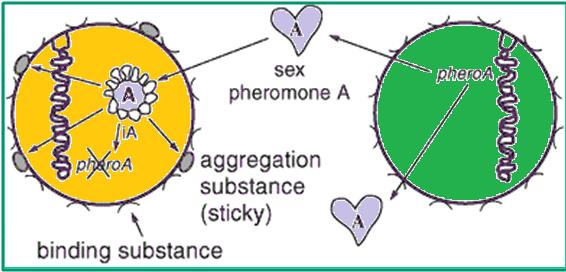 Pheromone A released from the potential recipient cell (right) interacts with plasmid A in the potential donor cell (left) to induce