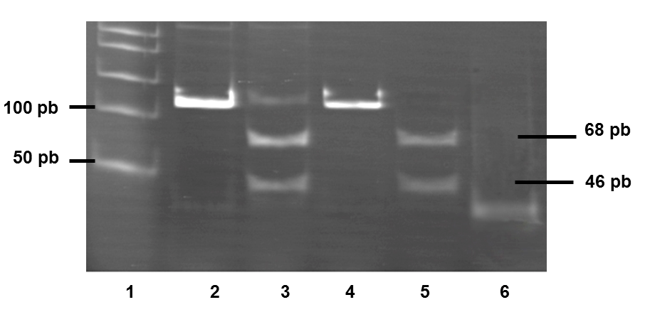 60 Figura 9 - Gel representativo da PCR para mutação FLT3-D835.