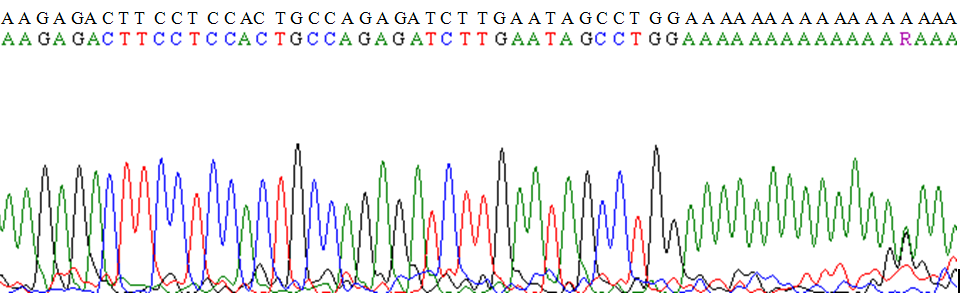 68 Figura 13 - Representação das sequências obtidas atráves da análise de sequenciamento do fragmento de 568 pb do éxon 12 do gene NPM1.
