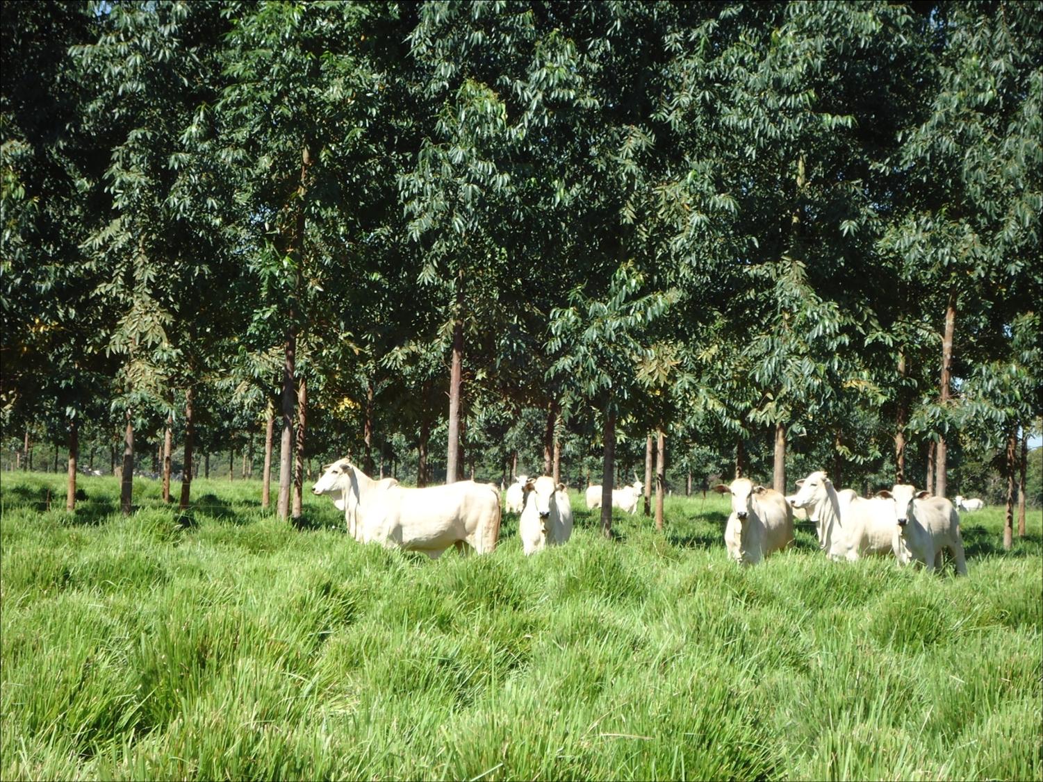 Lavoura-Pecuária-Floresta Um novo