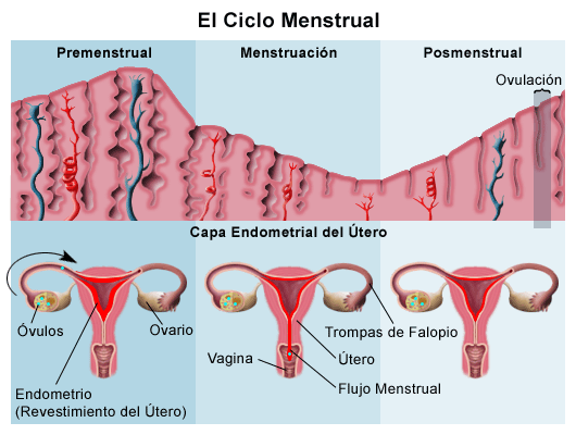 Fase Luteal Fase Proliferativa Pico de LH Corpo lúteo Progesterona Mucosa Secreção Glândulas Tortuosas Hormonal