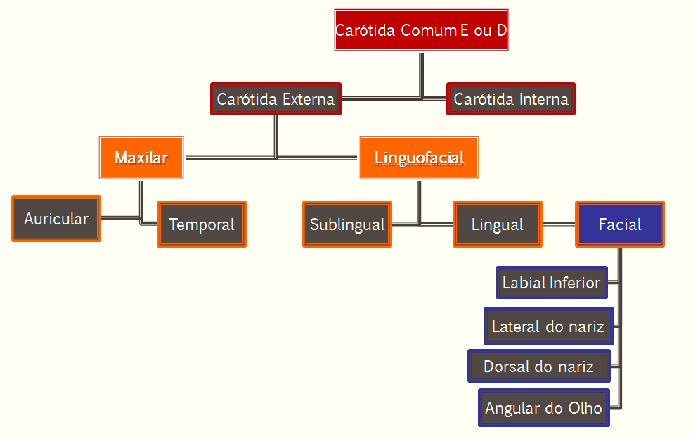 ARTÉRIAS DA CABEÇA Artéria Carótida Interna: próximo à sua origem há um seio carotídeo. Origina-se da a. carótida comum (ruminantes: atrofiada e em suínos: ramo comum que origina também a a.