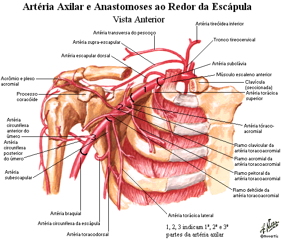 16 Artéria Subclávia: Na altura da 1ª costela passa a chamar-se: A.