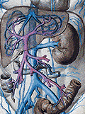 21 Sistema Portal Hepático: É formado pela união das veias mesentéricas superior (1) e inferior (2), e a esplênica (3), que darão origem a veia porta do fígado (4), que penetra na porção mediana do