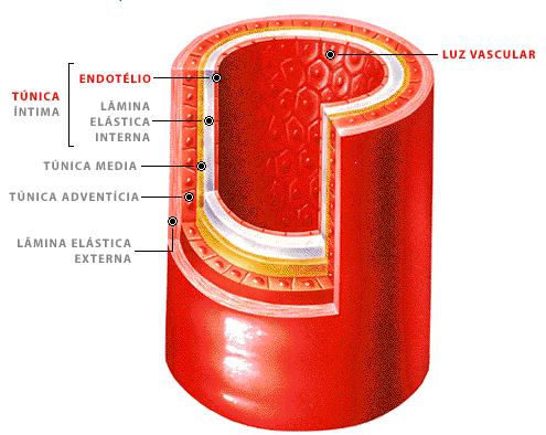 8 TIPOS DE VASOS SANGÜÍNEOS ARTÉRIAS Características: Forma e Calibre: Artéria é um termo latinizado do grego, que significa vasos contendo ar, que era o que os antigos pensavam sobre seu conteúdo.